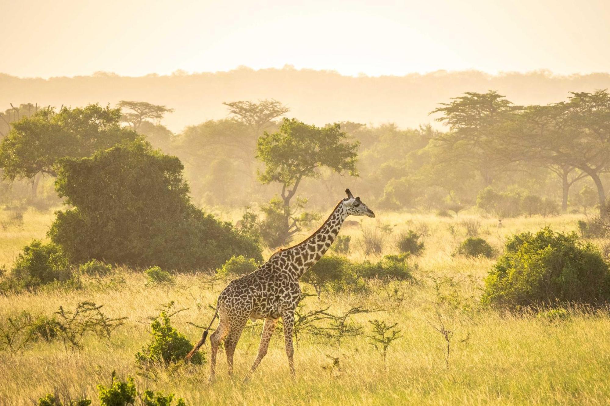 Simply Saadani Camp, A Tent With A View Safaris Mkwaja Extérieur photo